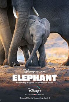 Fil’in Ayak İzinden – In the Footsteps of Elephant izle (2020)